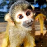 フェニックス自然動物園