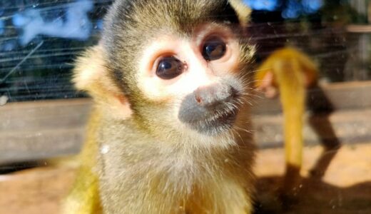 フェニックス自然動物園