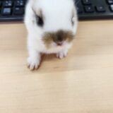 うさぎの赤ちゃん