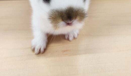 うさぎの赤ちゃん