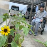 林田さんのひまわり物語