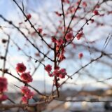 凛として、春。