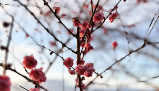 凛として、春。