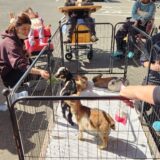 動物と触れ合おう