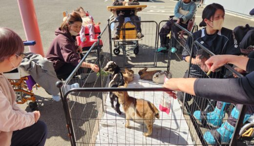 動物と触れ合おう