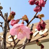 桜が咲きはじめましたね