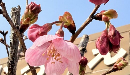 桜が咲きはじめましたね