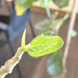 所長室に満ちる新芽の鼓動🍀