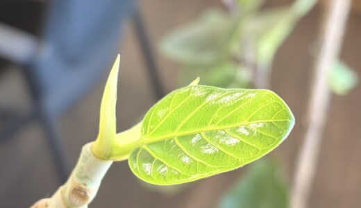 所長室に満ちる新芽の鼓動🍀