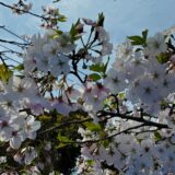 ともしびお花見