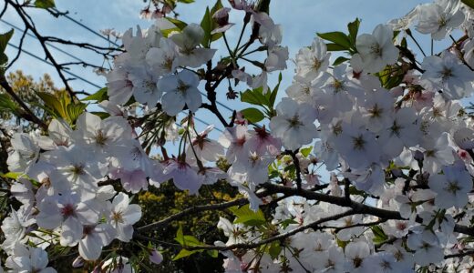 ともしびお花見